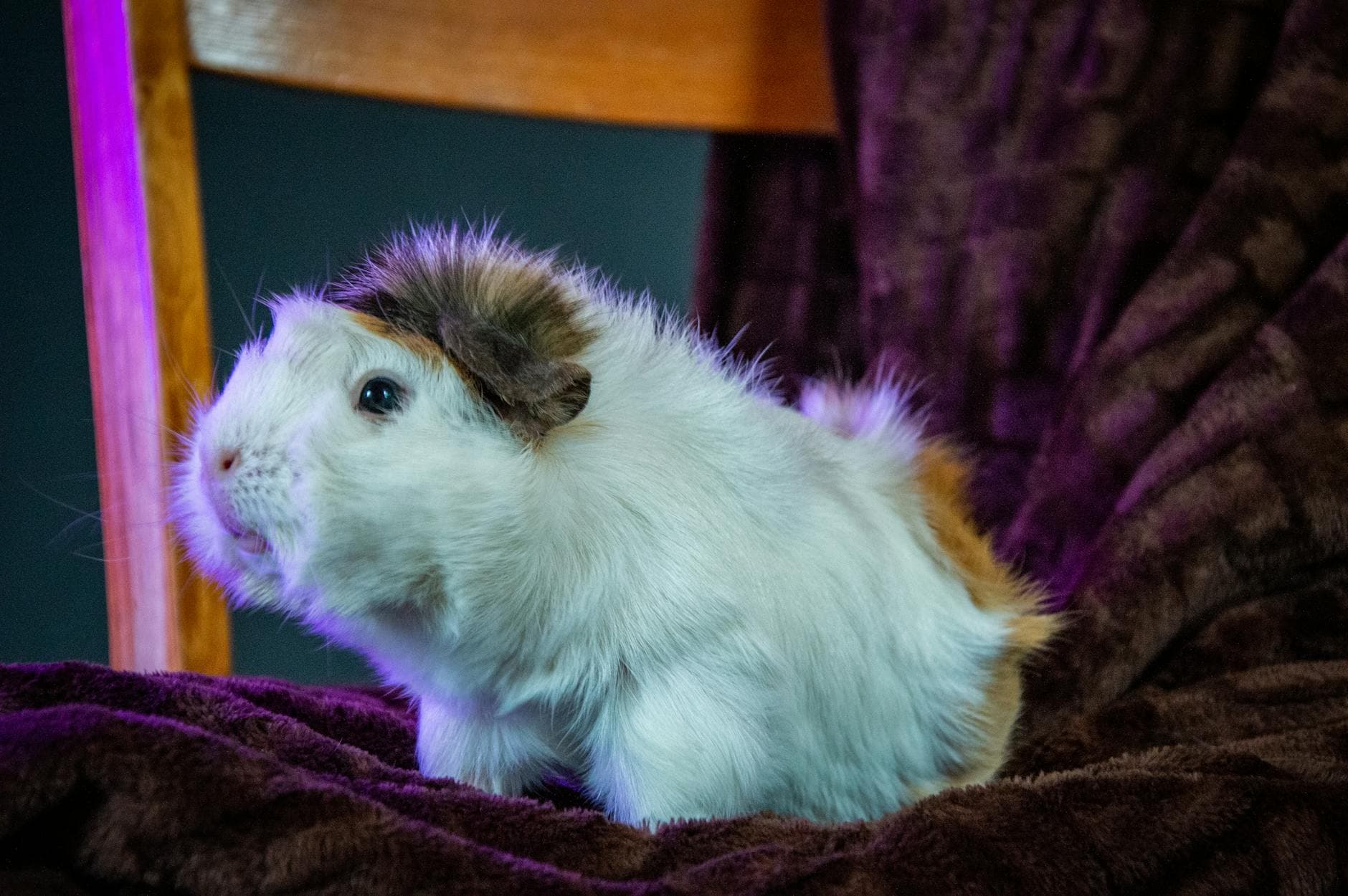 Charming guinea pig sitting on a plush blanket, showcasing its fluffy fur. Perfect for pet lovers.