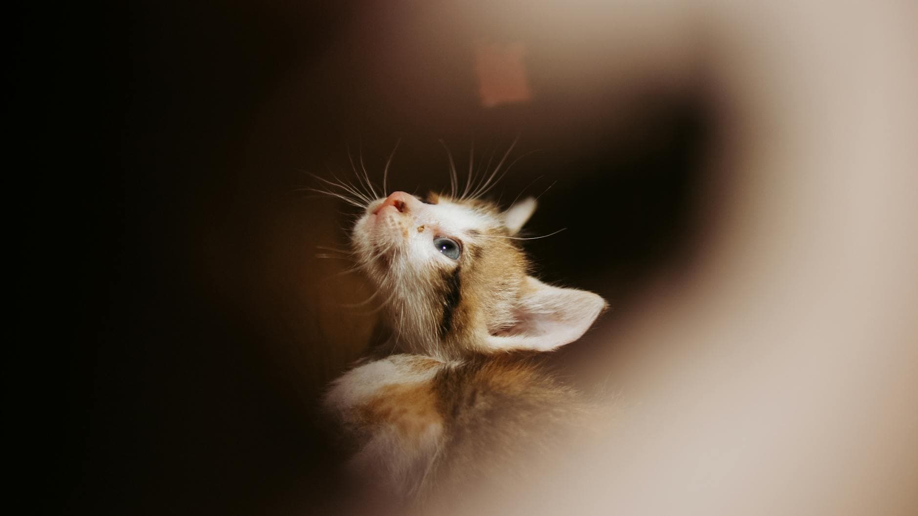 Adorable young kitten gazing upwards with curious eyes, framed by a soft blur.