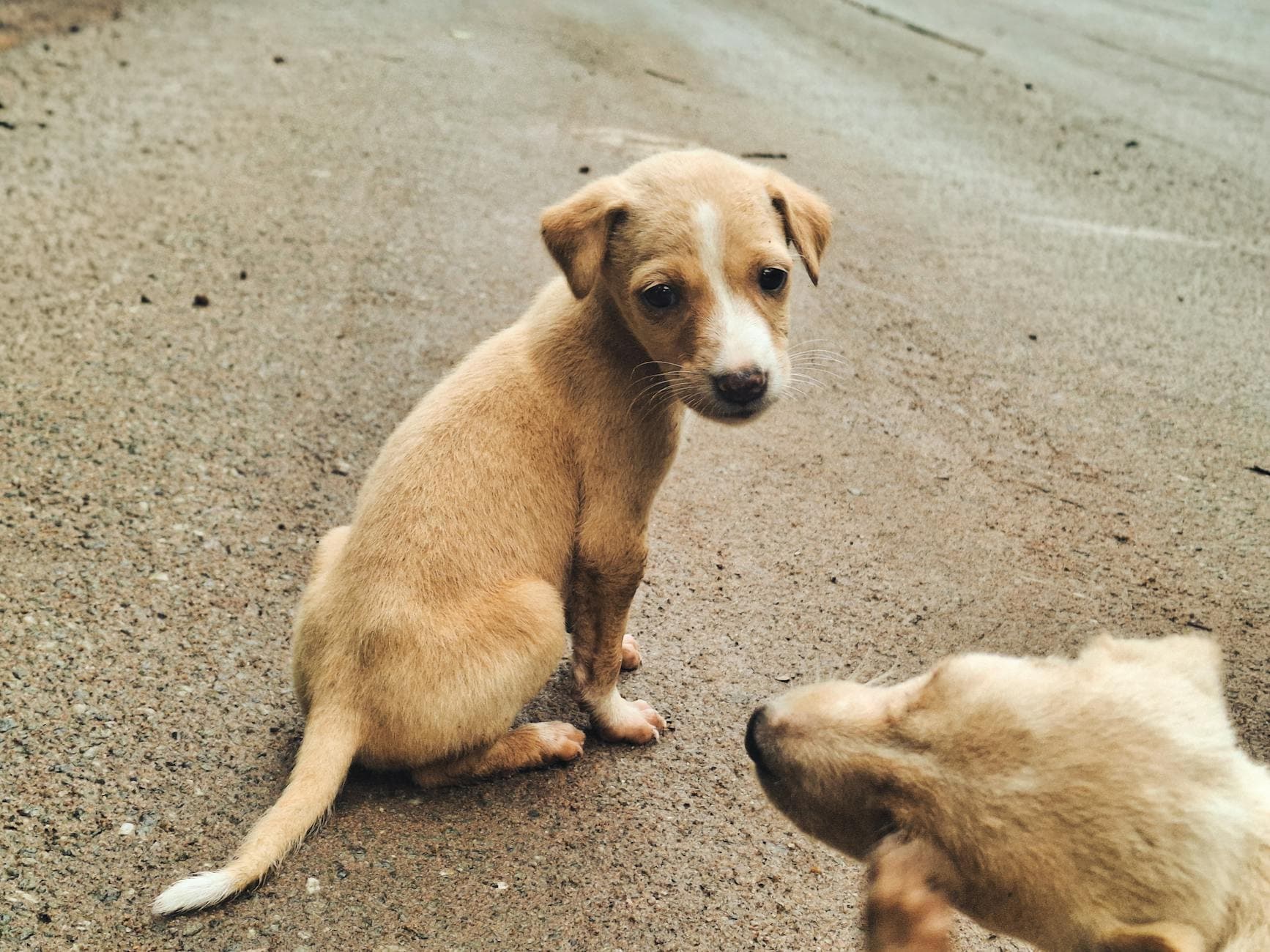 Cute stray puppies sitting on the roadside in Kanniyakumari, India, showcasing innocence and curiosity.