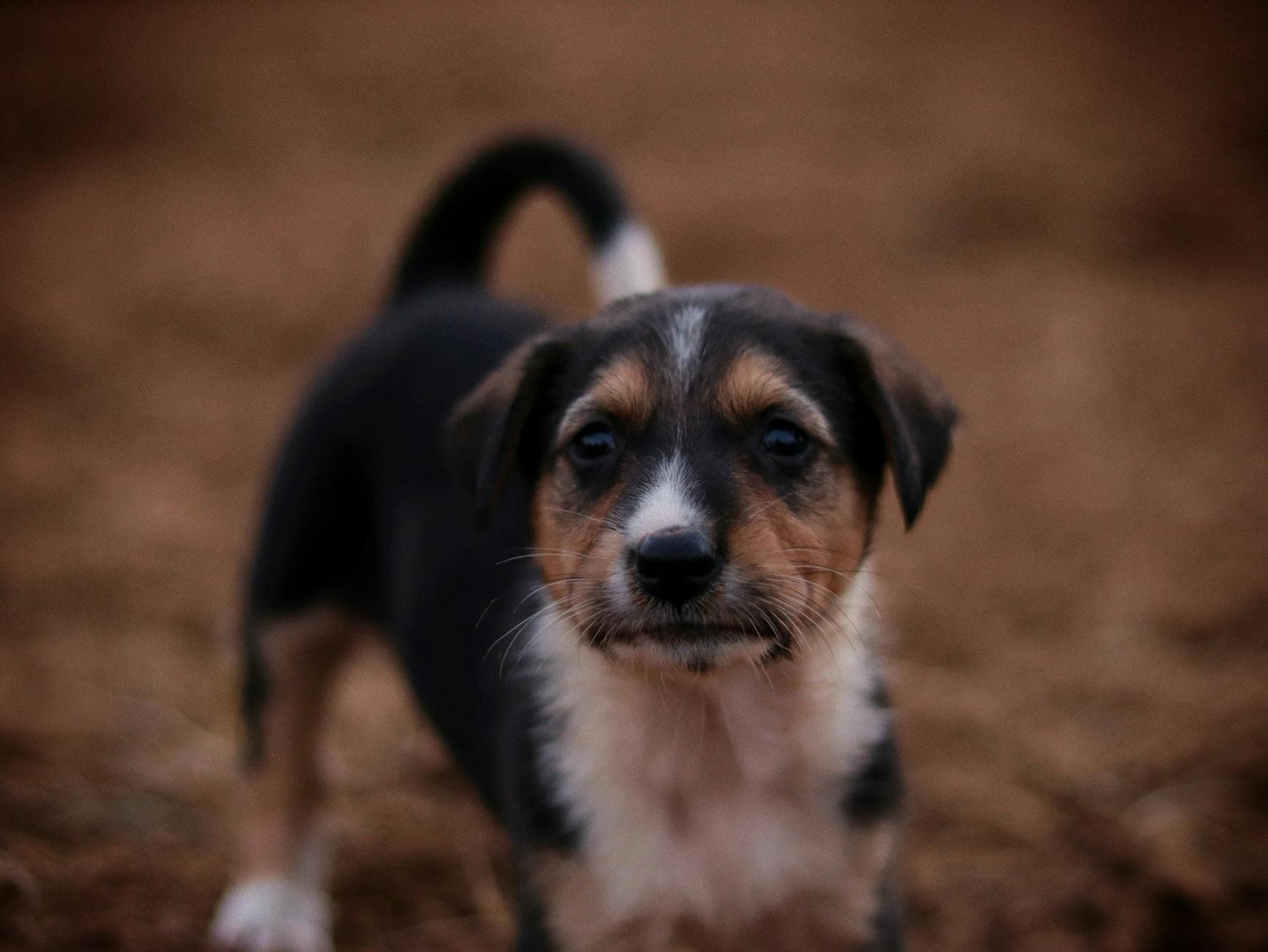 Cute puppy with brown and white fur in a curious pose, outdoors.