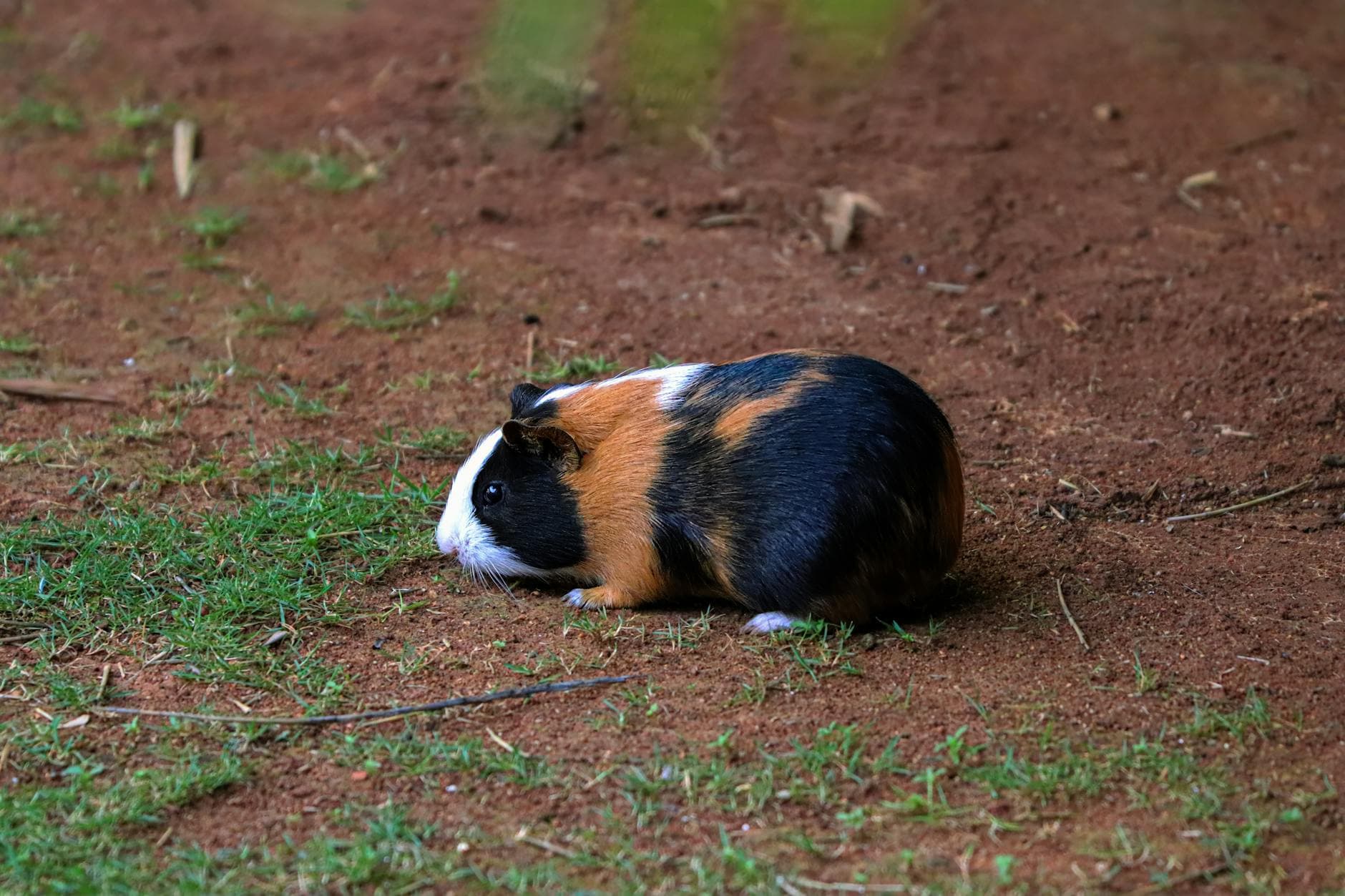Colorful guinea pig walking on grass in nature, showcasing vibrant fur patterns.