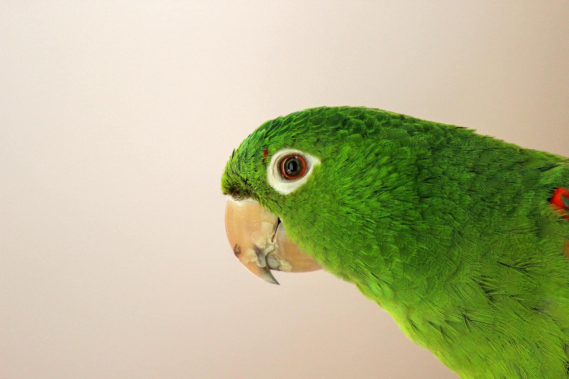Close-up of a beautiful green parrot with bright feathers and a beige background.