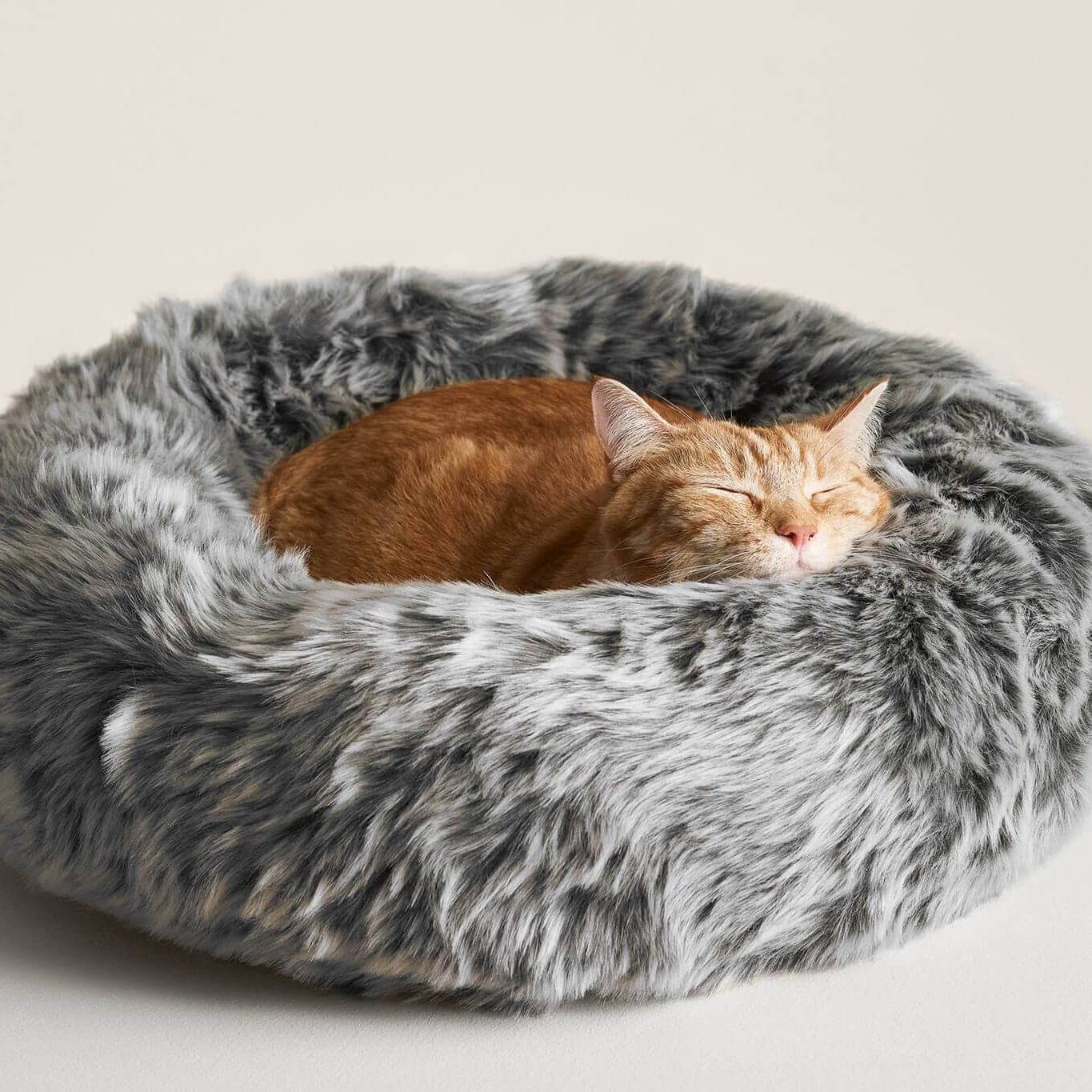 Panier pour chat : comment choisir le meilleur couchage pour votre félin