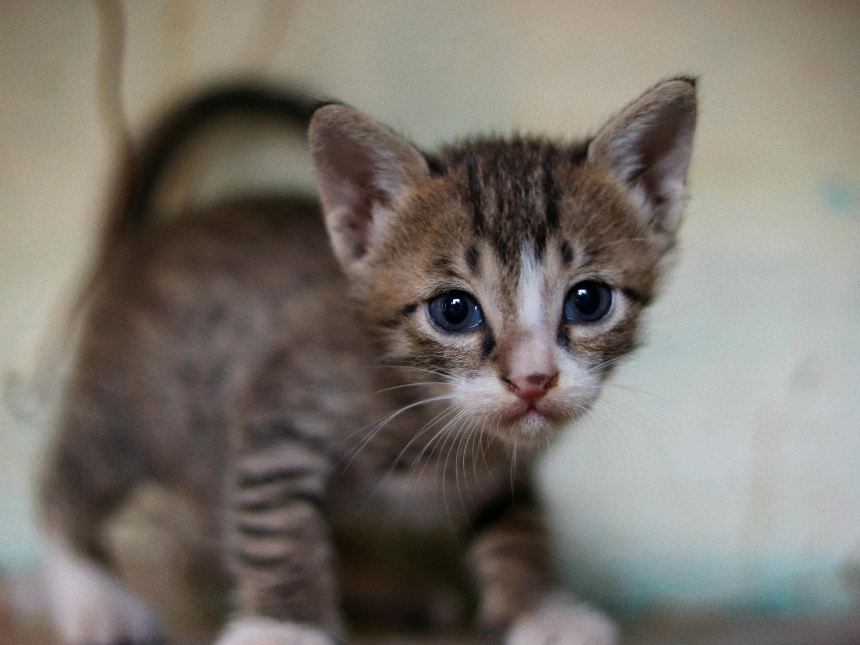 Close-up of a cute kitten with striking blue eyes looking curiously at the camera indoors.