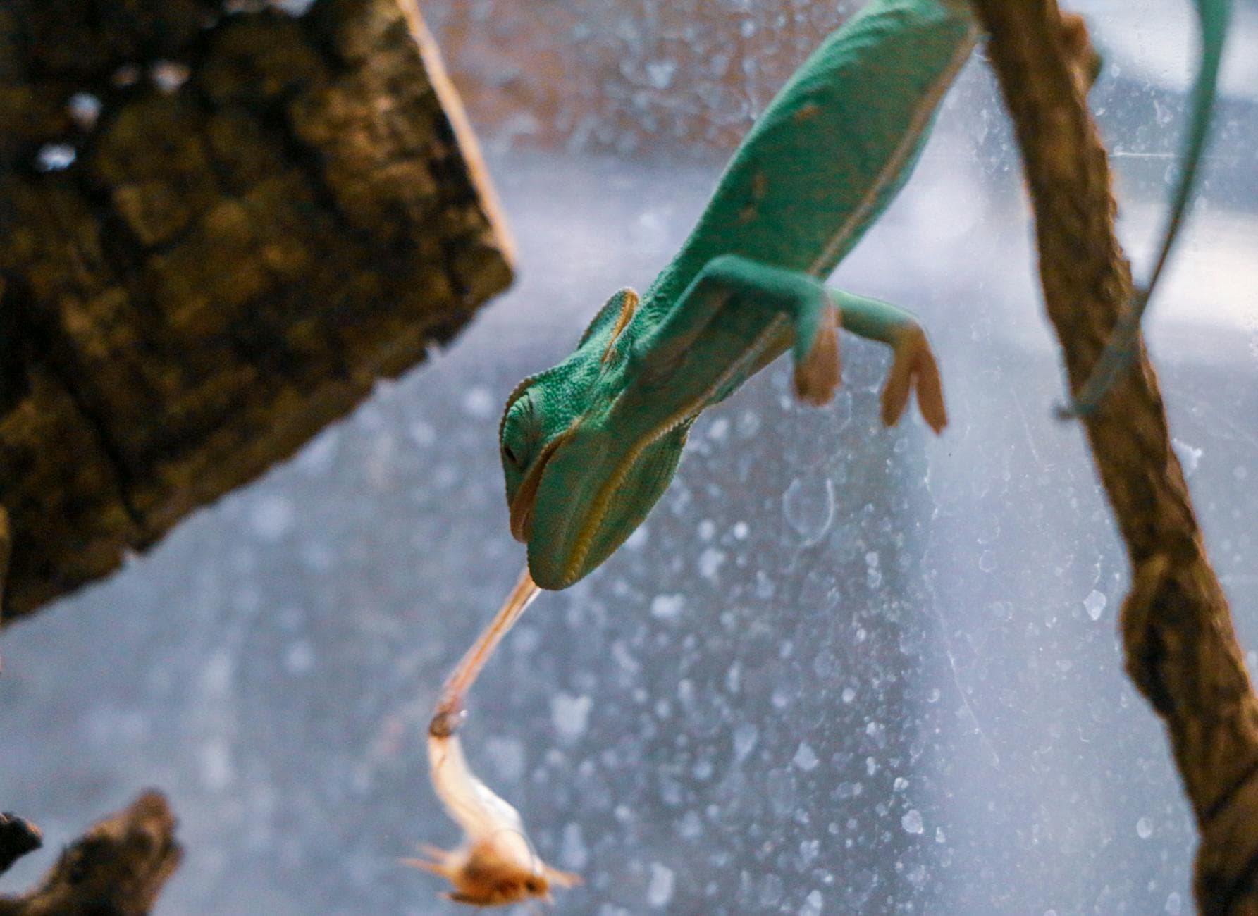 A vibrant green gecko on a glass surface trying to catch its prey, showcasing nature's raw beauty.